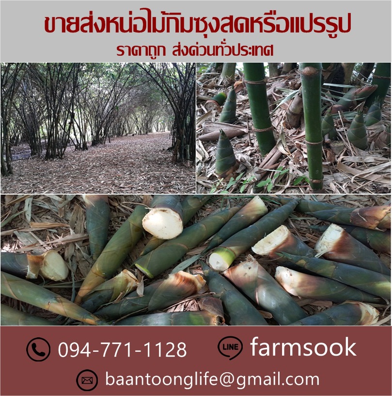 ขายส่งหน่อไม้กิมซุงสดหรือแปรรูป ราคาถูก ส่งด่วนทั่วประเทศ (โดย มือเปื้อนดิน) รูปที่ 5