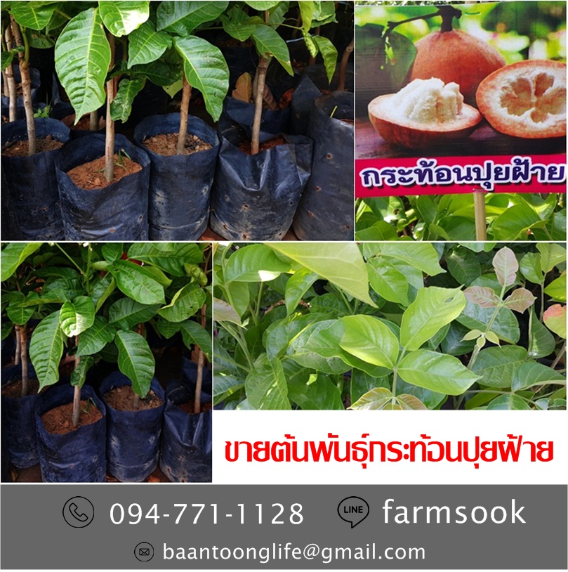 ขายต้นพันธุ์กระท้อนปุยฝ้าย ปลีก-ส่ง ราคาถูก จัดส่งทั่วประเทศ (โดย มือเปื้อนดิน) รูปที่ 5