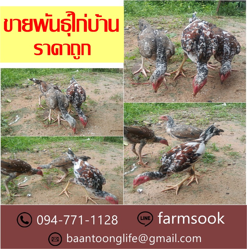 ขายพันธุ์ไก่บ้าน ราคาถูก คลองห้า คลองหลวง ปทุมธานี (โดย มือเปื้อนดิน) รูปที่ 4