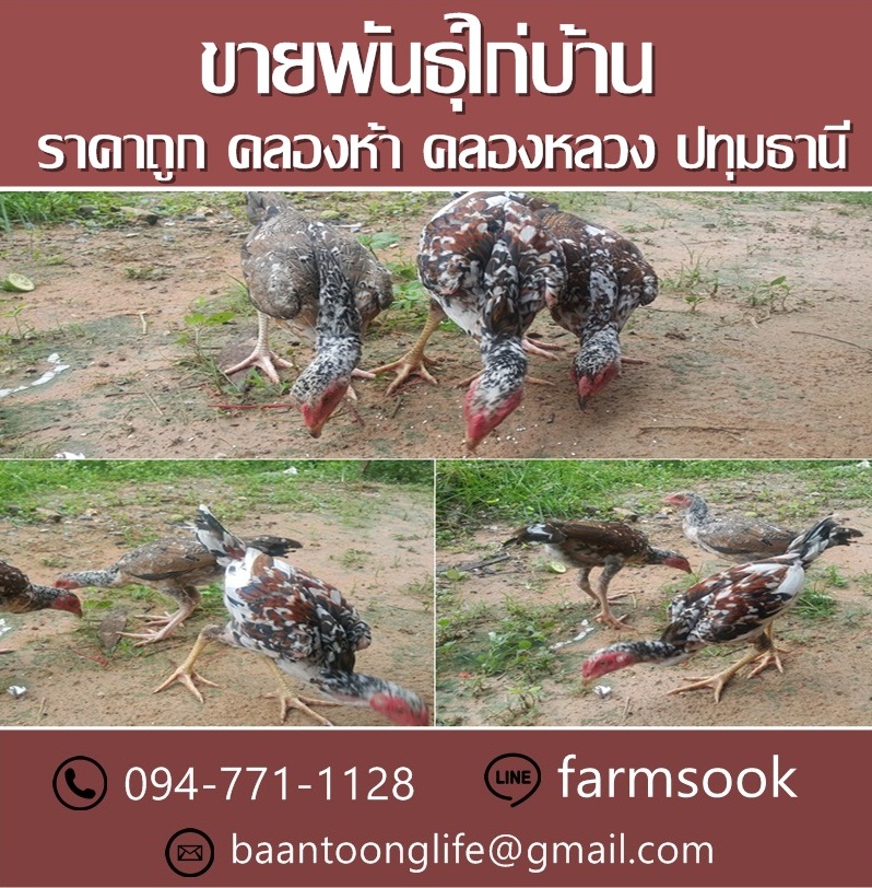 ขายพันธุ์ไก่บ้าน ราคาถูก คลองห้า คลองหลวง ปทุมธานี (โดย มือเปื้อนดิน) รูปที่ 2