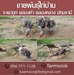 รูปย่อ ขายพันธุ์ไก่บ้าน ราคาถูก คลองห้า คลองหลวง ปทุมธานี (โดย มือเปื้อนดิน) รูปที่2