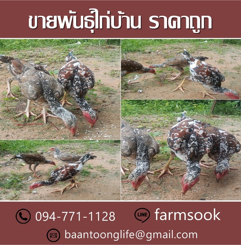 ขายพันธุ์ไก่บ้าน ราคาถูก คลองห้า คลองหลวง ปทุมธานี (โดย มือเปื้อนดิน) รูปที่ 5