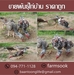 รูปย่อ ขายพันธุ์ไก่บ้าน ราคาถูก คลองห้า คลองหลวง ปทุมธานี (โดย มือเปื้อนดิน) รูปที่5