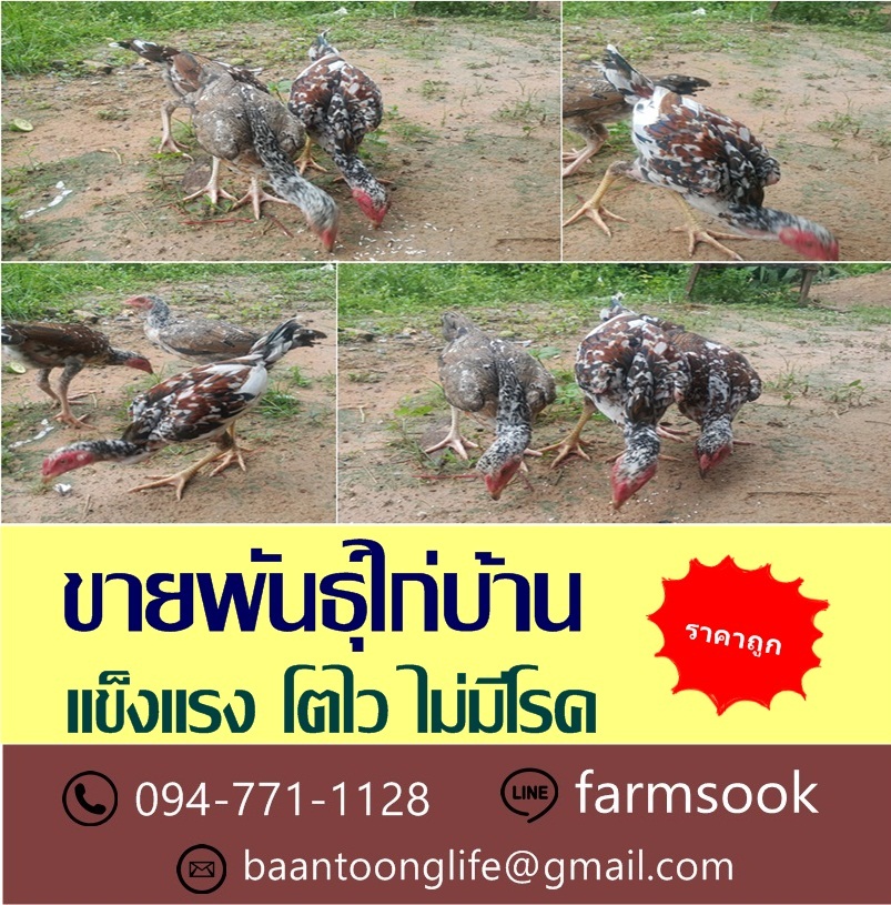ขายพันธุ์ไก่บ้าน ราคาถูก คลองห้า คลองหลวง ปทุมธานี (โดย มือเปื้อนดิน) รูปที่ 3