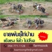 รูปย่อ ขายพันธุ์ไก่บ้าน ราคาถูก คลองห้า คลองหลวง ปทุมธานี (โดย มือเปื้อนดิน) รูปที่3