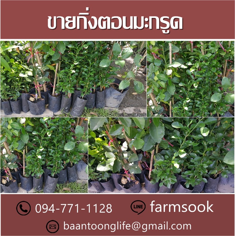 ขายกิ่งตอนมะกรูด ปลีก-ส่ง ราคาถูก จัดส่งทั่วประเทศ (โดย มือเปื้อนดิน) รูปที่ 4