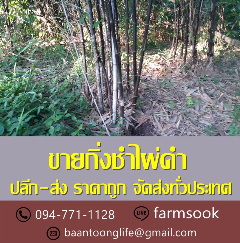 ขายกิ่งชำไผ่ดำ ปลีก-ส่ง ราคาถูก จัดส่งทั่วประเทศ (โดย มือเปื้อนดิน) รูปที่ 3