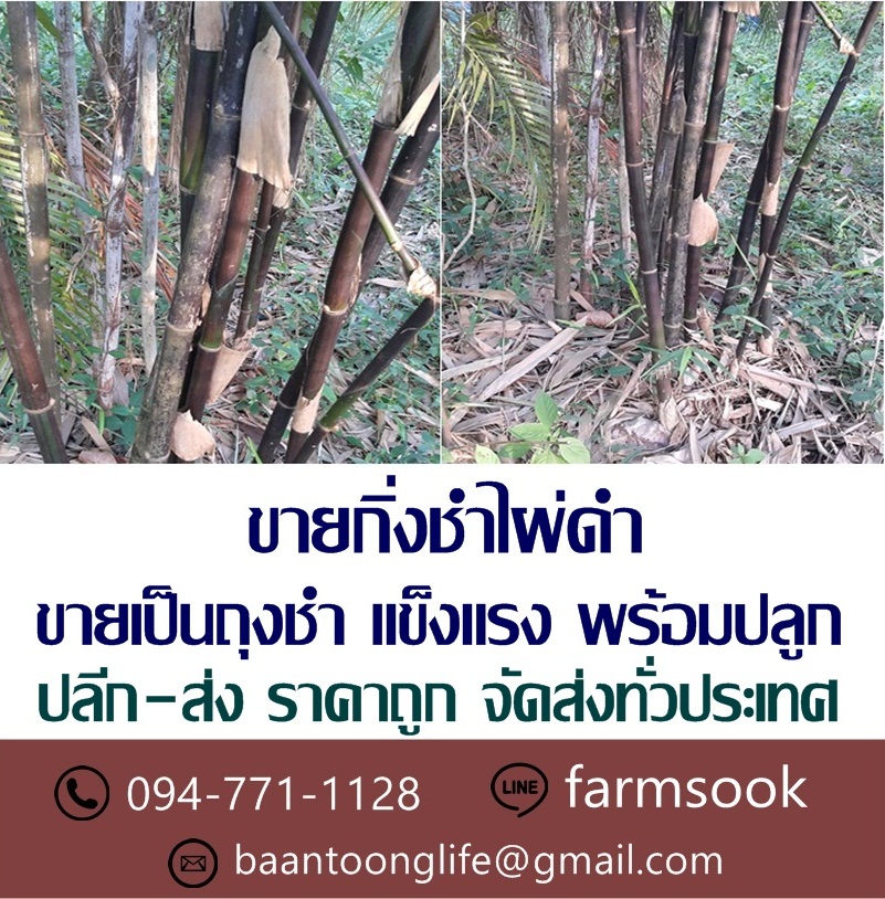 ขายกิ่งชำไผ่ดำ ปลีก-ส่ง ราคาถูก จัดส่งทั่วประเทศ (โดย มือเปื้อนดิน) รูปที่ 2