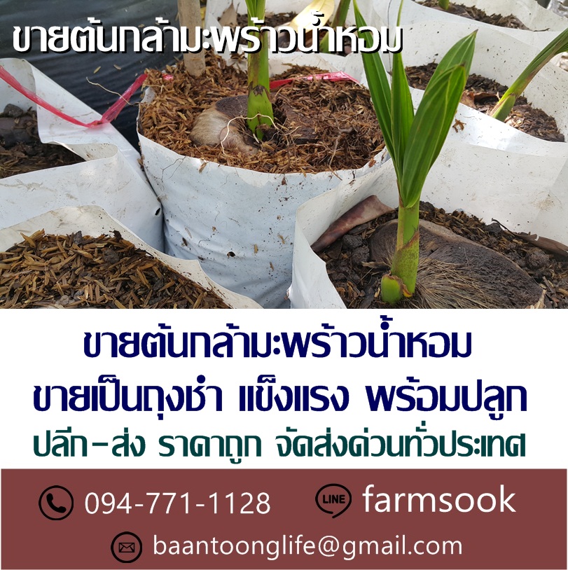 ขายต้นกล้ามะพร้าวน้ำหอม ปลีก-ส่ง ราคาถูก จัดส่งทั่วประเทศ (โดย มือเปื้อนดิน) รูปที่ 2