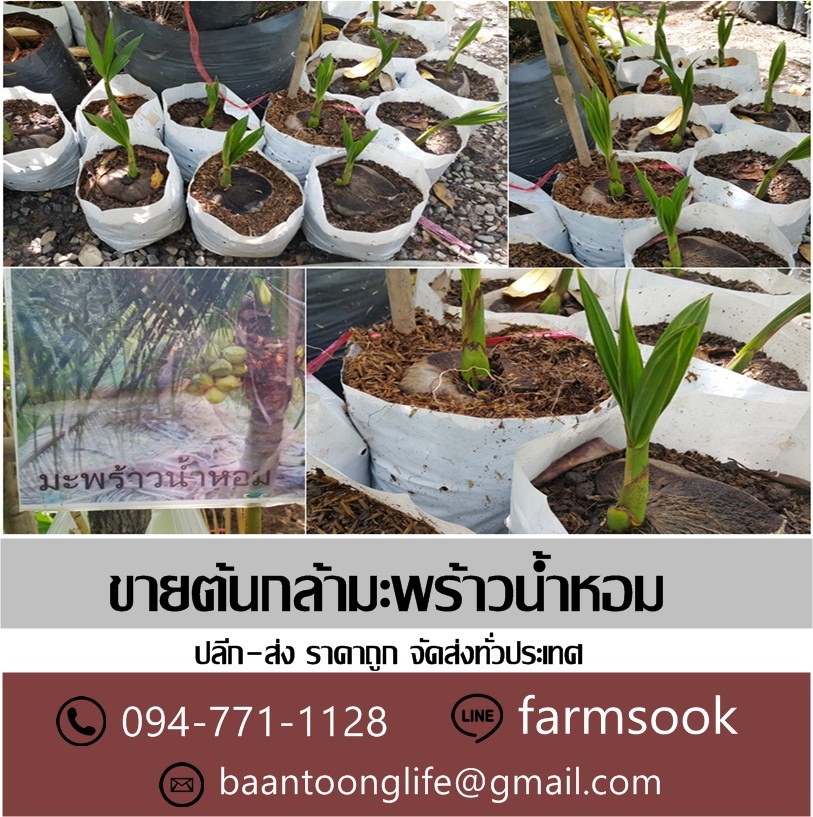 ขายต้นกล้ามะพร้าวน้ำหอม ปลีก-ส่ง ราคาถูก จัดส่งทั่วประเทศ (โดย มือเปื้อนดิน) รูปที่ 5