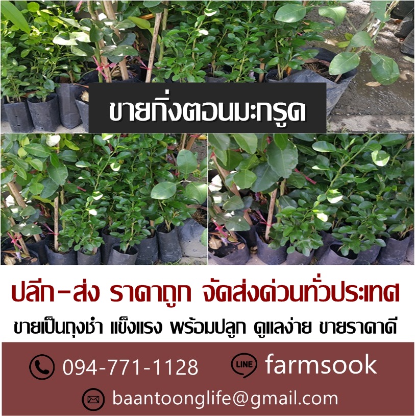 ขายกิ่งตอนมะกรูด ปลีก-ส่ง ราคาถูก จัดส่งทั่วประเทศ (โดย มือเปื้อนดิน) รูปที่ 2