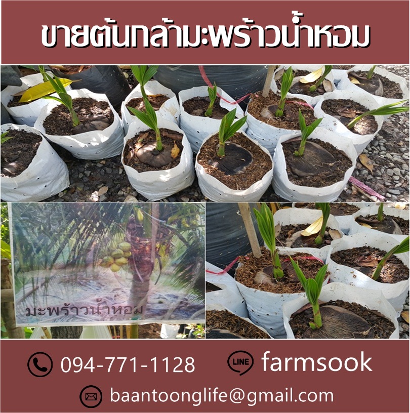 ขายต้นกล้ามะพร้าวน้ำหอม ปลีก-ส่ง ราคาถูก จัดส่งทั่วประเทศ (โดย มือเปื้อนดิน) รูปที่ 4