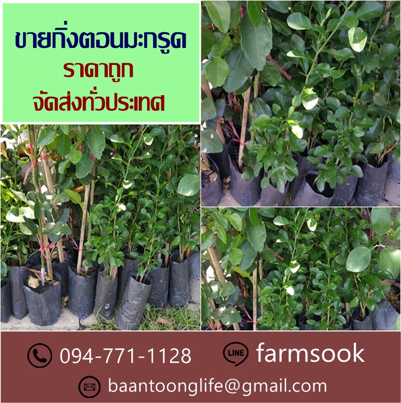 ขายกิ่งตอนมะกรูด ปลีก-ส่ง ราคาถูก จัดส่งทั่วประเทศ (โดย มือเปื้อนดิน) รูปที่ 5