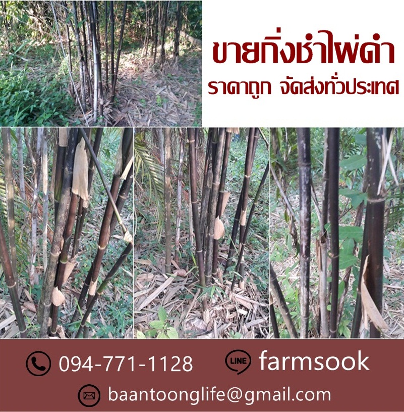 ขายกิ่งชำไผ่ดำ ปลีก-ส่ง ราคาถูก จัดส่งทั่วประเทศ (โดย มือเปื้อนดิน) รูปที่ 5