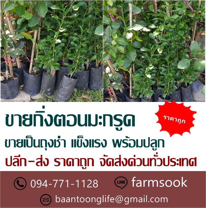 ขายกิ่งตอนมะกรูด ปลีก-ส่ง ราคาถูก จัดส่งทั่วประเทศ (โดย มือเปื้อนดิน) รูปที่ 3