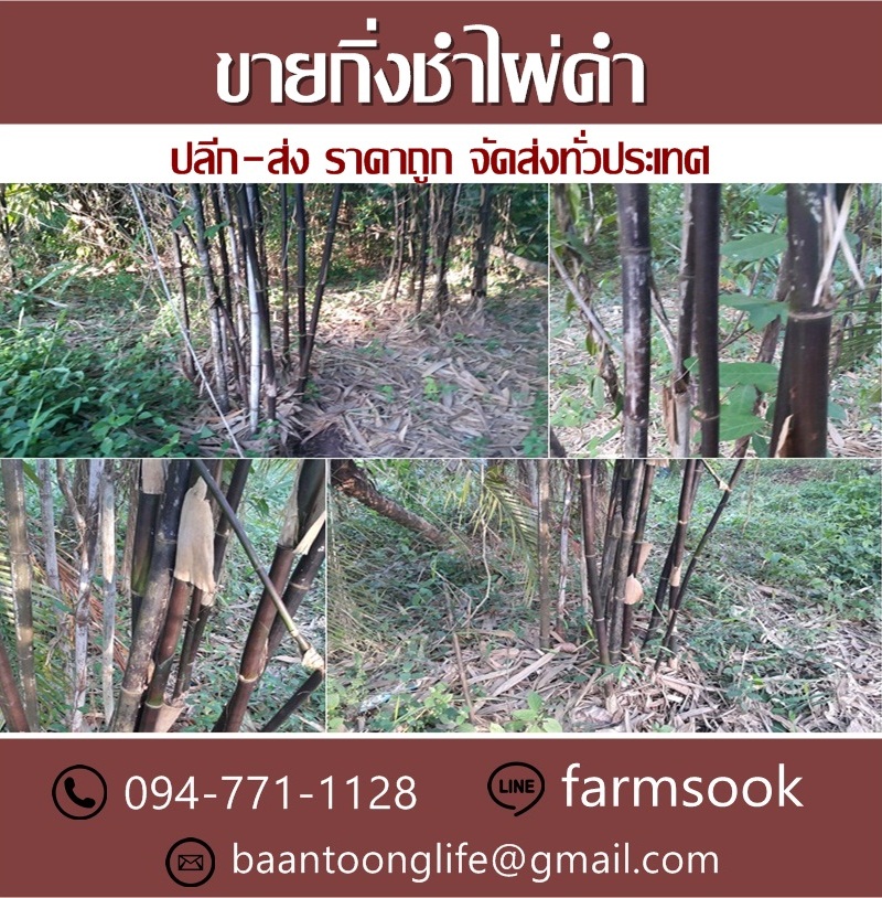 ขายกิ่งชำไผ่ดำ ปลีก-ส่ง ราคาถูก จัดส่งทั่วประเทศ (โดย มือเปื้อนดิน) รูปที่ 4