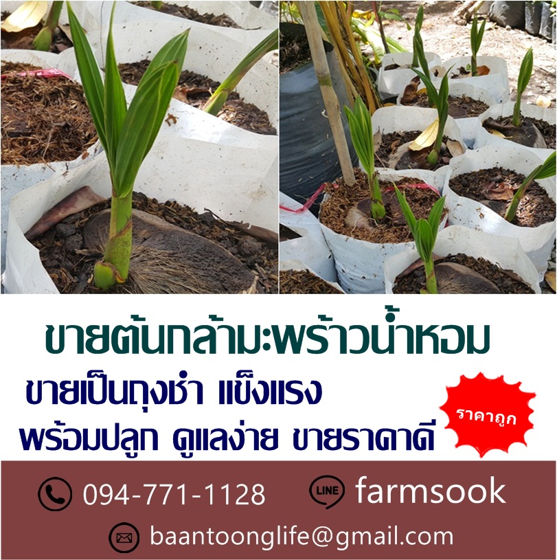 ขายต้นกล้ามะพร้าวน้ำหอม ปลีก-ส่ง ราคาถูก จัดส่งทั่วประเทศ (โดย มือเปื้อนดิน) รูปที่ 3
