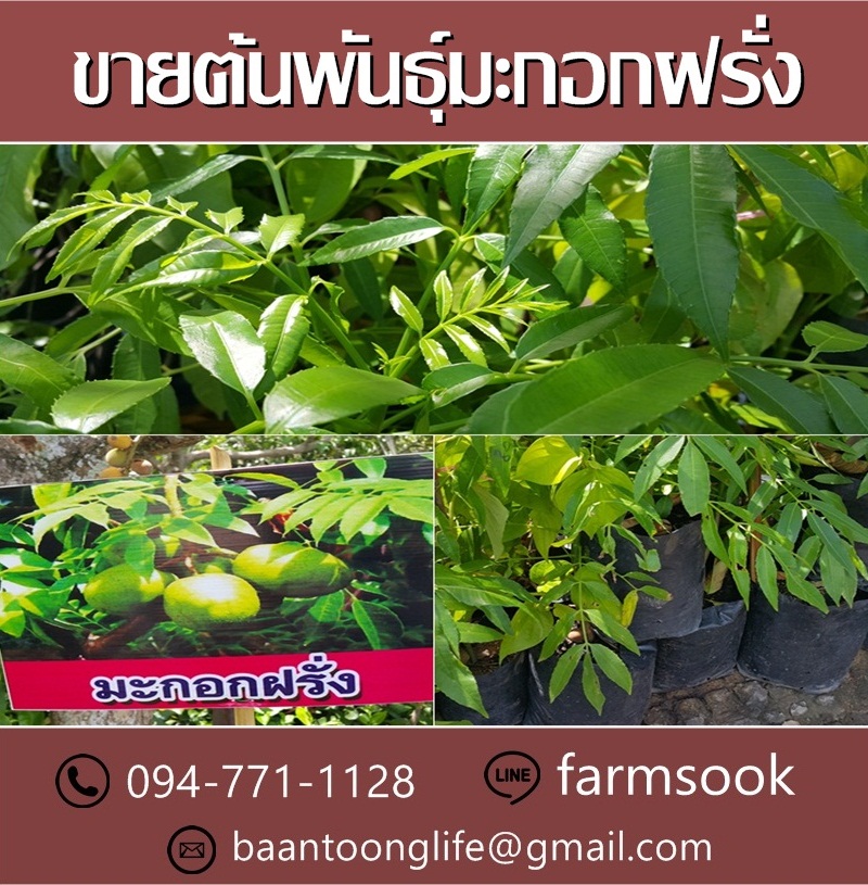 ขายต้นพันธุ์มะกอกฝรั่ง ปลีก-ส่ง ราคาถูก จัดส่งทั่วประเทศ (โดย มือเปื้อนดิน) รูปที่ 2