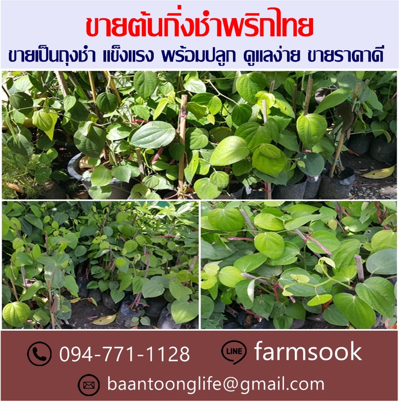 ขายต้นกิ่งชำพริกไทย ปลีก-ส่ง ราคาถูก จัดส่งทั่วประเทศ (โดย มือเปื้อนดิน) รูปที่ 2