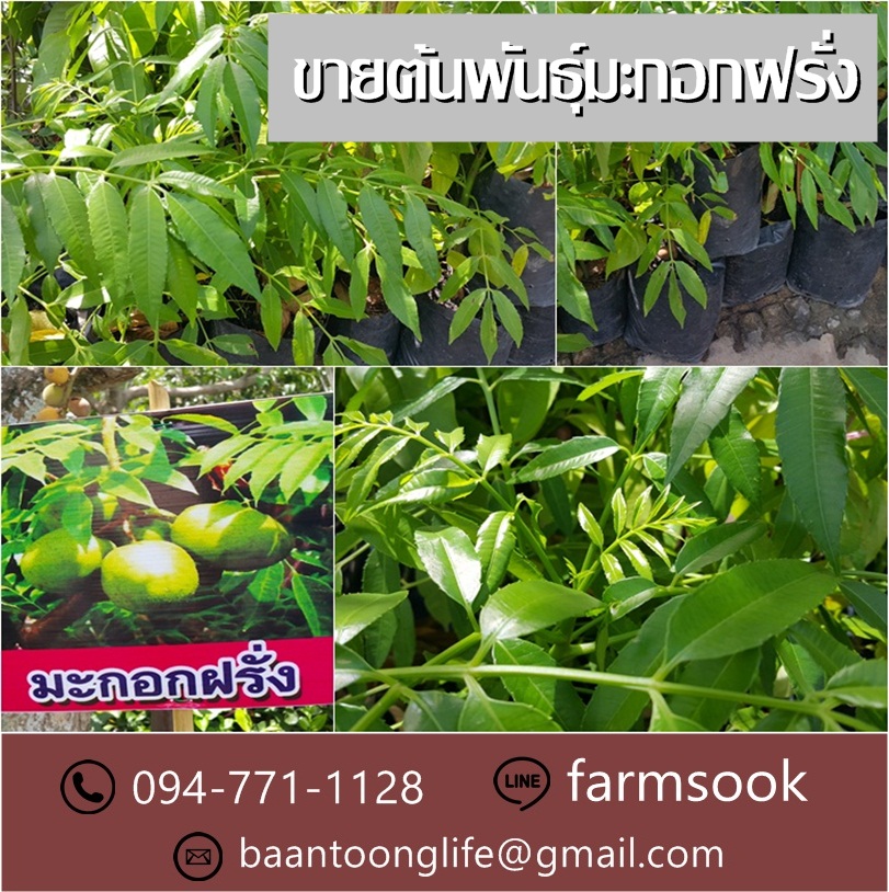ขายต้นพันธุ์มะกอกฝรั่ง ปลีก-ส่ง ราคาถูก จัดส่งทั่วประเทศ (โดย มือเปื้อนดิน) รูปที่ 4