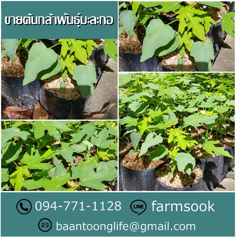 ขายต้นกล้าพันธุ์มะละกอ ปลีก-ส่ง ราคาถูก จัดส่งทั่วประเทศ (โดย มือเปื้อนดิน) รูปที่ 4