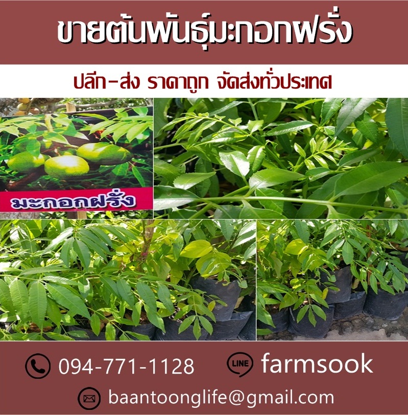 ขายต้นพันธุ์มะกอกฝรั่ง ปลีก-ส่ง ราคาถูก จัดส่งทั่วประเทศ (โดย มือเปื้อนดิน) รูปที่ 5