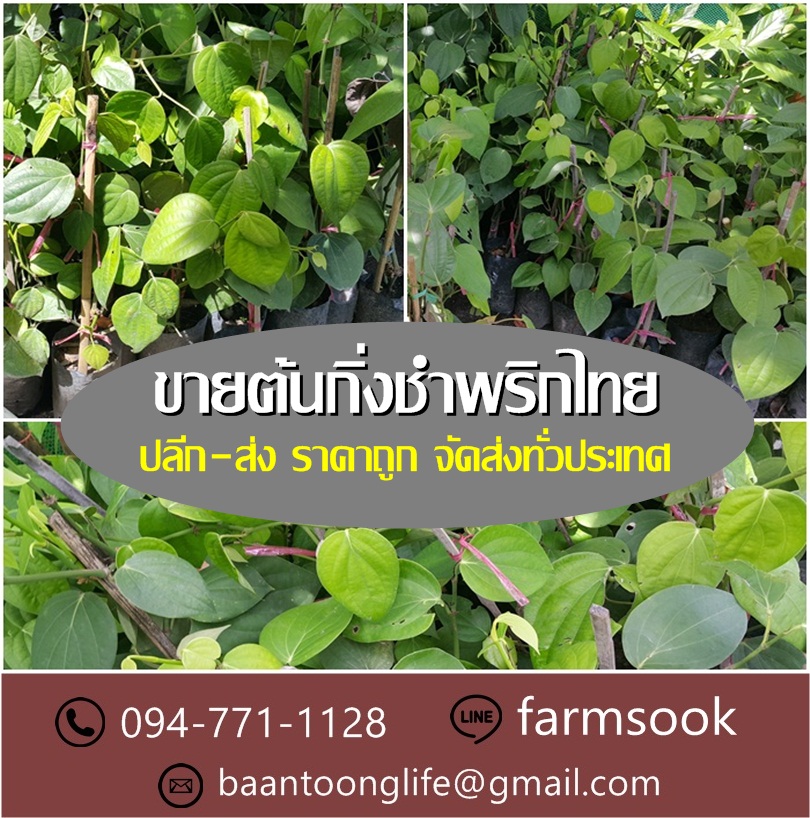 ขายต้นกิ่งชำพริกไทย ปลีก-ส่ง ราคาถูก จัดส่งทั่วประเทศ (โดย มือเปื้อนดิน) รูปที่ 5