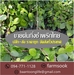 รูปย่อ ขายต้นกิ่งชำพริกไทย ปลีก-ส่ง ราคาถูก จัดส่งทั่วประเทศ (โดย มือเปื้อนดิน) รูปที่5