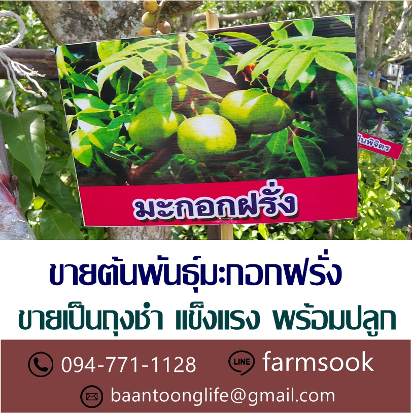 ขายต้นพันธุ์มะกอกฝรั่ง ปลีก-ส่ง ราคาถูก จัดส่งทั่วประเทศ (โดย มือเปื้อนดิน) รูปที่ 3