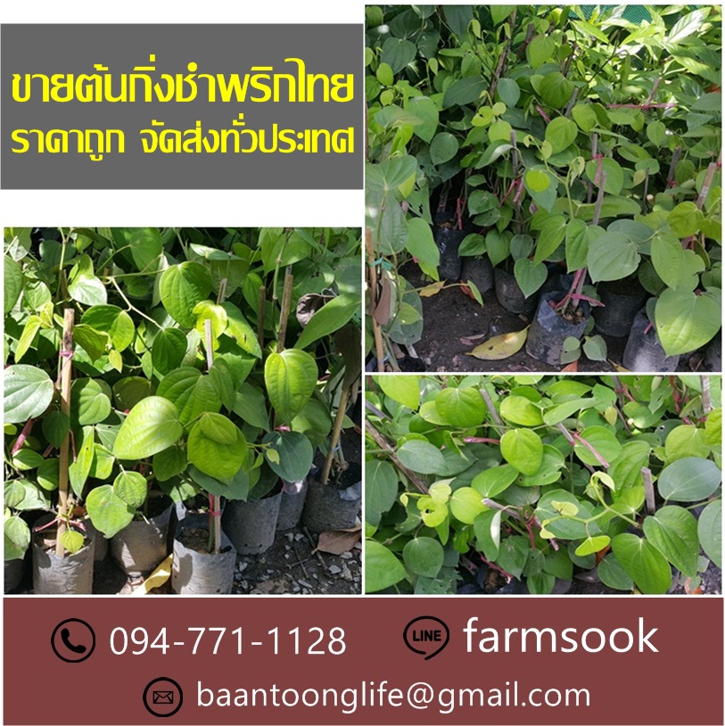 ขายต้นกิ่งชำพริกไทย ปลีก-ส่ง ราคาถูก จัดส่งทั่วประเทศ (โดย มือเปื้อนดิน) รูปที่ 4