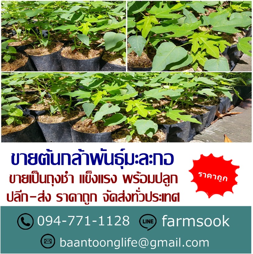 ขายต้นกล้าพันธุ์มะละกอ ปลีก-ส่ง ราคาถูก จัดส่งทั่วประเทศ (โดย มือเปื้อนดิน) รูปที่ 5