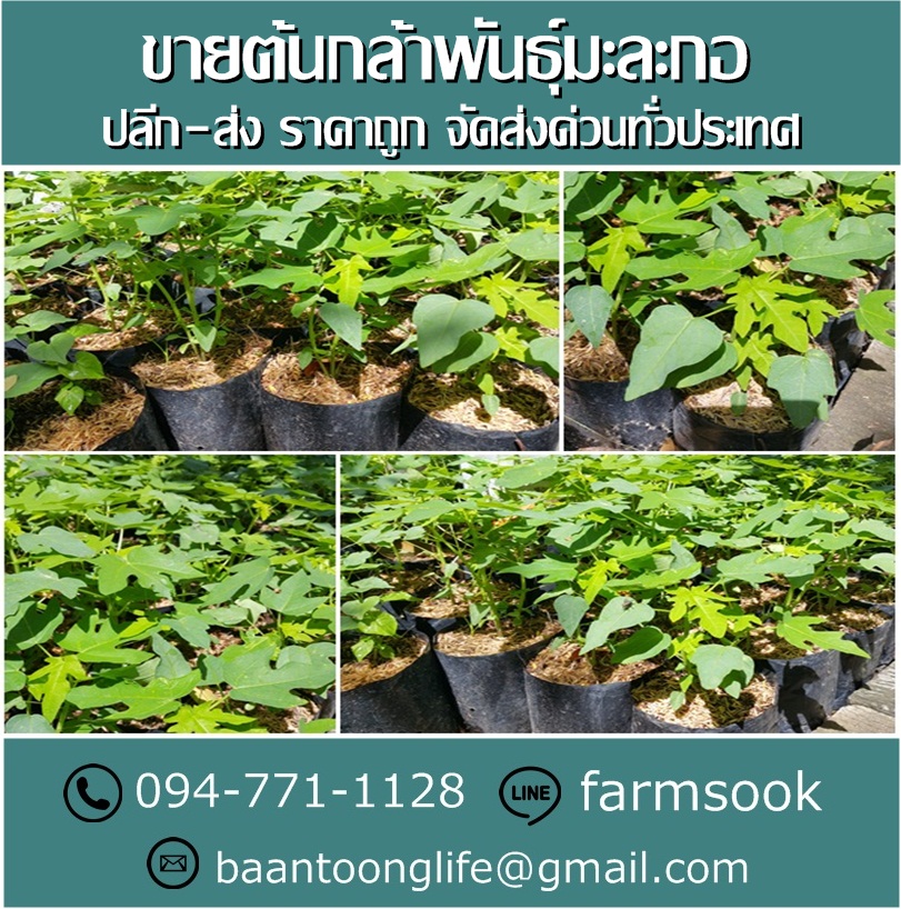 ขายต้นกล้าพันธุ์มะละกอ ปลีก-ส่ง ราคาถูก จัดส่งทั่วประเทศ (โดย มือเปื้อนดิน) รูปที่ 3