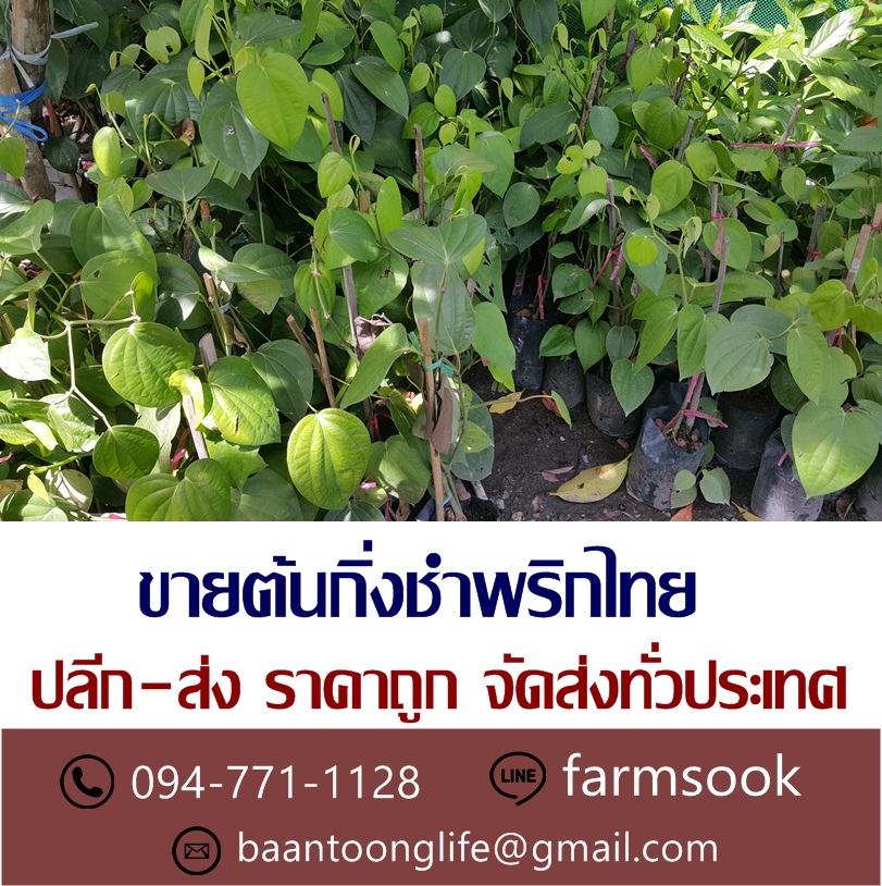 ขายต้นกิ่งชำพริกไทย ปลีก-ส่ง ราคาถูก จัดส่งทั่วประเทศ (โดย มือเปื้อนดิน) รูปที่ 1
