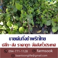 ขายต้นกิ่งชำพริกไทย ปลีก-ส่ง ราคาถูก จัดส่งทั่วประเทศ (โดย มือเปื้อนดิน)