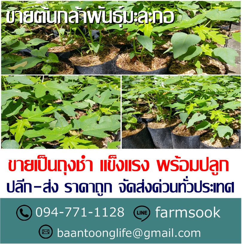 ขายต้นกล้าพันธุ์มะละกอ ปลีก-ส่ง ราคาถูก จัดส่งทั่วประเทศ (โดย มือเปื้อนดิน) รูปที่ 2