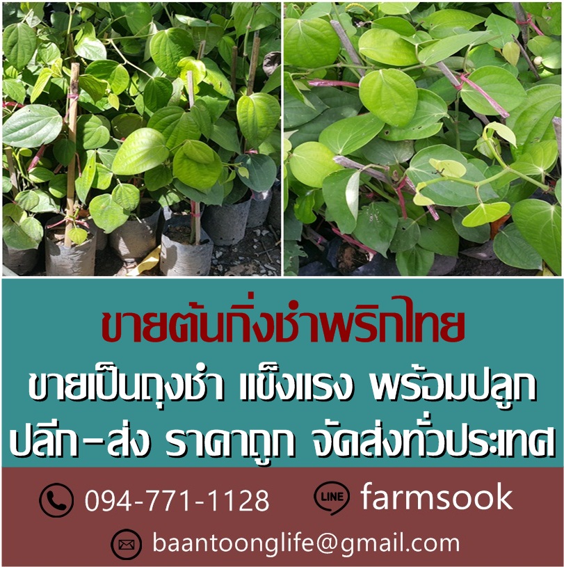 ขายต้นกิ่งชำพริกไทย ปลีก-ส่ง ราคาถูก จัดส่งทั่วประเทศ (โดย มือเปื้อนดิน) รูปที่ 3