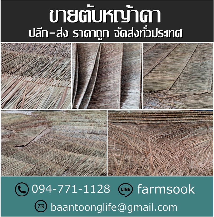 ขายตับหญ้าคา ปลีก-ส่ง ราคาถูก จัดส่งทั่วประเทศ (โดย มือเปื้อนดิน) รูปที่ 5