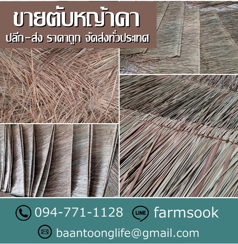 ขายตับหญ้าคา ปลีก-ส่ง ราคาถูก จัดส่งทั่วประเทศ (โดย มือเปื้อนดิน) รูปที่ 4