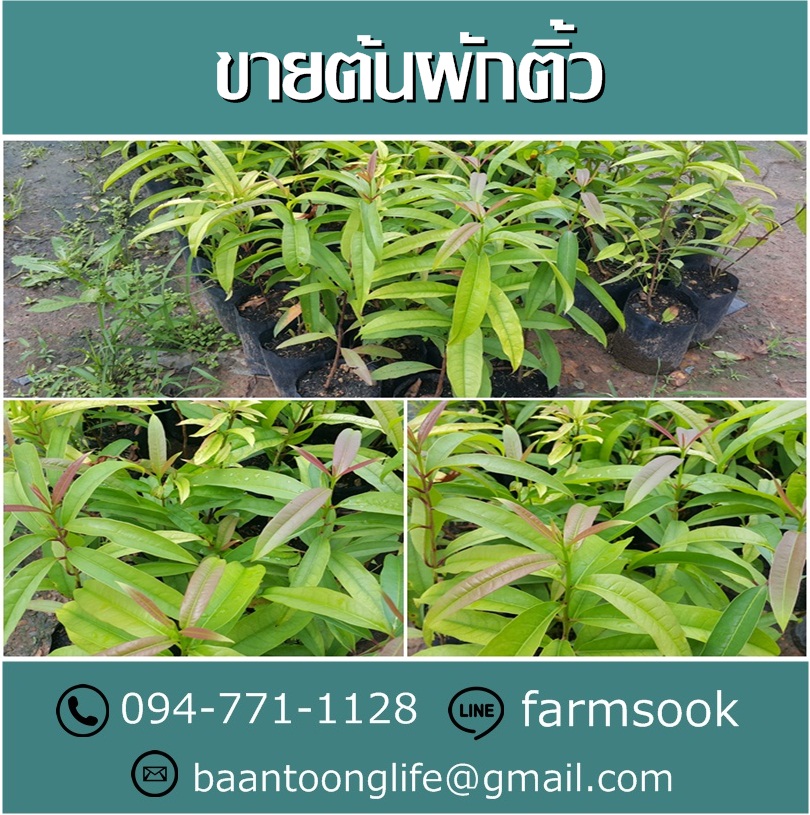 ขายต้นผักติ้ว ปลีก-ส่ง ราคาถูก จัดส่งทั่วประเทศ (โดย มือเปื้อนดิน) รูปที่ 3