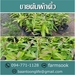 รูปย่อ ขายต้นผักติ้ว ปลีก-ส่ง ราคาถูก จัดส่งทั่วประเทศ (โดย มือเปื้อนดิน) รูปที่3