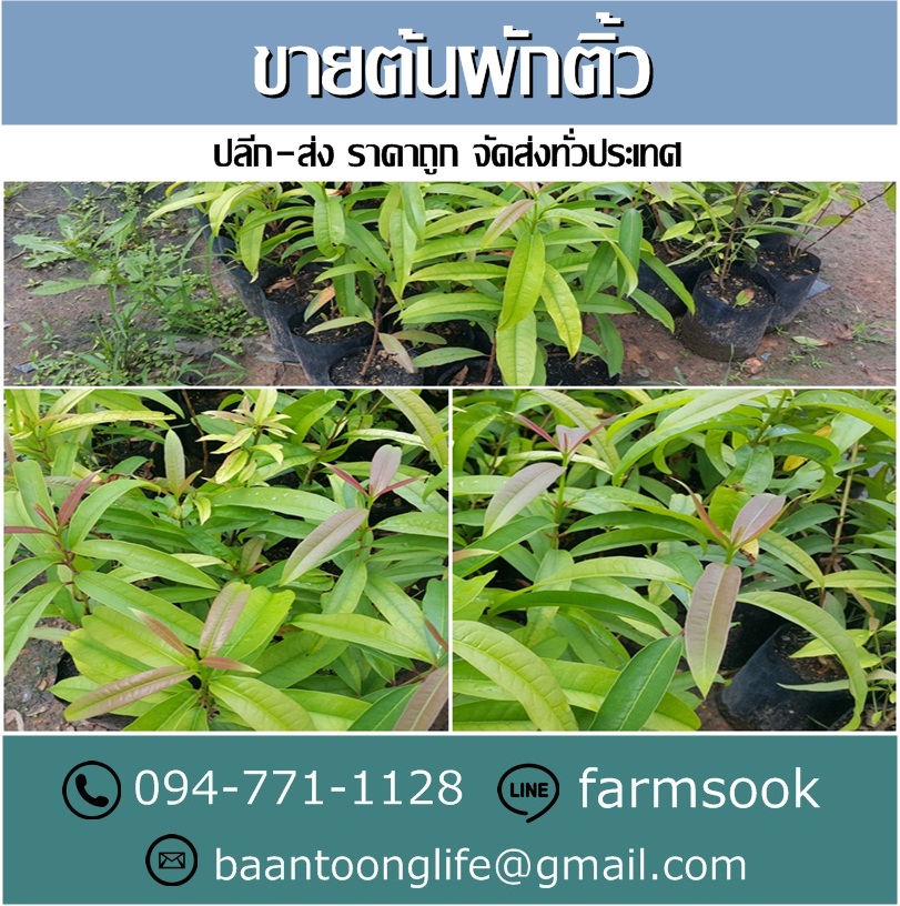 ขายต้นผักติ้ว ปลีก-ส่ง ราคาถูก จัดส่งทั่วประเทศ (โดย มือเปื้อนดิน) รูปที่ 5