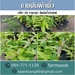 รูปย่อ ขายต้นผักติ้ว ปลีก-ส่ง ราคาถูก จัดส่งทั่วประเทศ (โดย มือเปื้อนดิน) รูปที่5