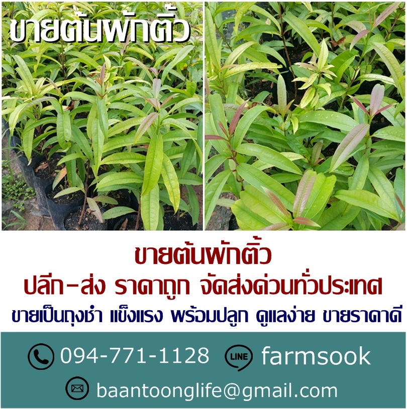 ขายต้นผักติ้ว ปลีก-ส่ง ราคาถูก จัดส่งทั่วประเทศ (โดย มือเปื้อนดิน) รูปที่ 2