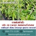 รูปย่อ ขายต้นผักติ้ว ปลีก-ส่ง ราคาถูก จัดส่งทั่วประเทศ (โดย มือเปื้อนดิน) รูปที่2