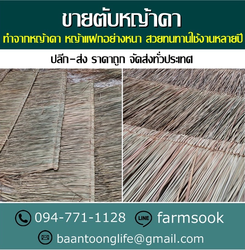 ขายตับหญ้าคา ปลีก-ส่ง ราคาถูก จัดส่งทั่วประเทศ (โดย มือเปื้อนดิน) รูปที่ 3