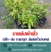 รูปย่อ ขายต้นผักติ้ว ปลีก-ส่ง ราคาถูก จัดส่งทั่วประเทศ (โดย มือเปื้อนดิน) รูปที่1