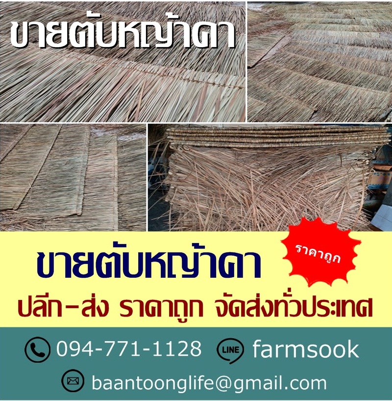 ขายตับหญ้าคา ปลีก-ส่ง ราคาถูก จัดส่งทั่วประเทศ (โดย มือเปื้อนดิน) รูปที่ 2