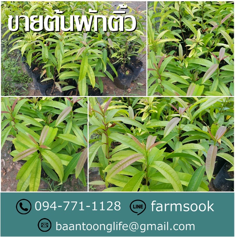 ขายต้นผักติ้ว ปลีก-ส่ง ราคาถูก จัดส่งทั่วประเทศ (โดย มือเปื้อนดิน) รูปที่ 4