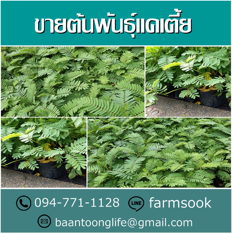 ขายต้นพันธุ์แคเตี้ย ปลีก-ส่ง ราคาถูก จัดส่งทั่วประเทศ (โดย มือเปื้อนดิน) รูปที่ 3