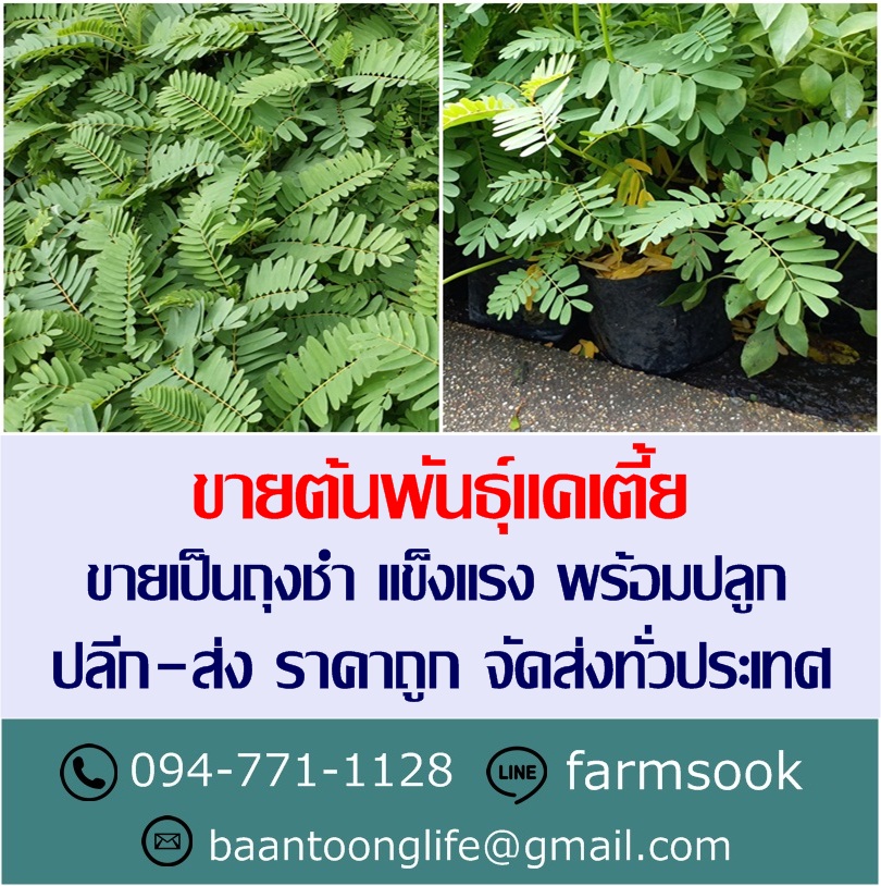ขายต้นพันธุ์แคเตี้ย ปลีก-ส่ง ราคาถูก จัดส่งทั่วประเทศ (โดย มือเปื้อนดิน) รูปที่ 2